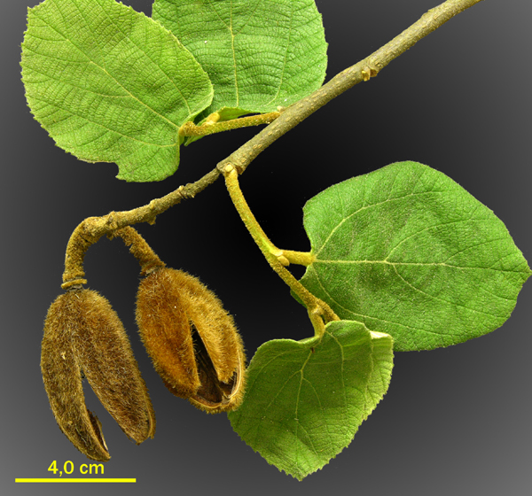 File:abelha-cachorro - Trigona spinipes - em flor de açoita-cavalo-graúdo  Luehea grandiflora Mart. & Zucc. (Malvaceae) 02.jpg - Wikimedia Commons